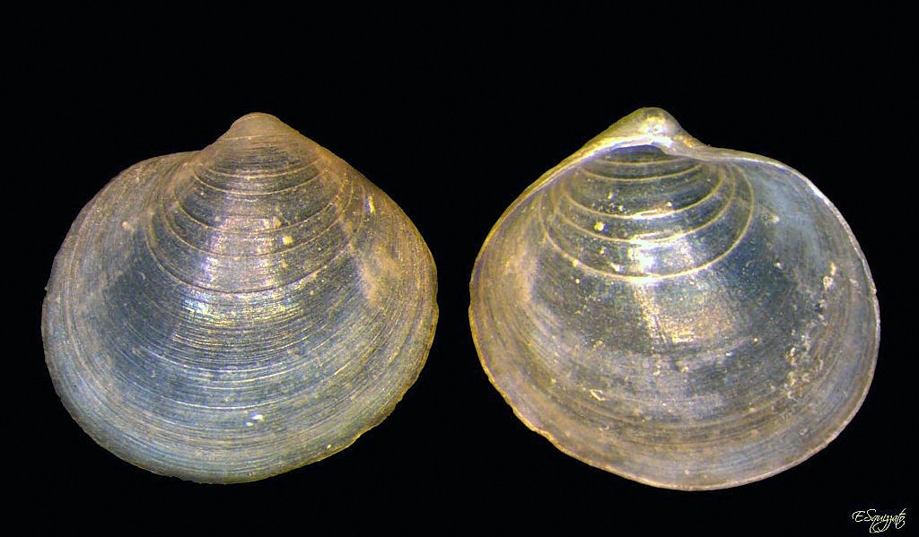 Mendicula ferruginosa